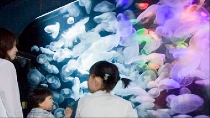 【加茂水族館入場券付】世界一のクラゲ水族館！クラネタリウムで神秘の世界を堪能♪